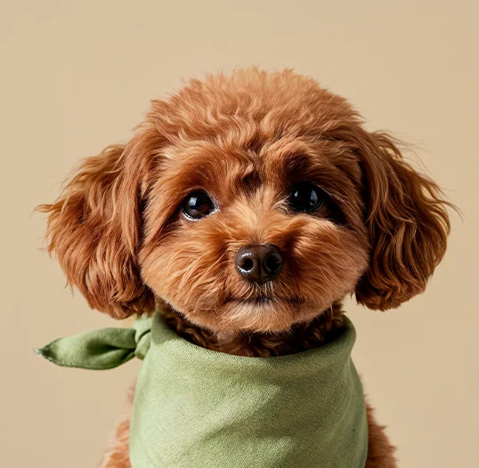 Cachorro poodle color canela con pañoleta verde